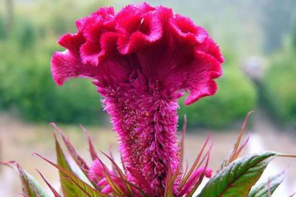 Cockscomb