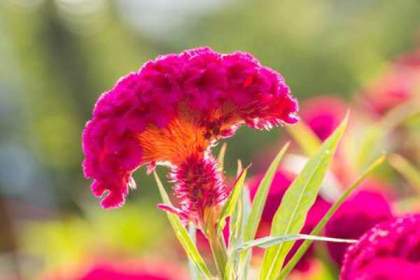 Cockscomb
