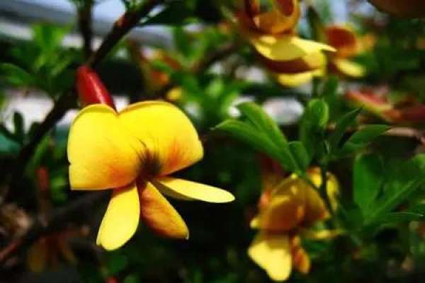 Golden Sparrow