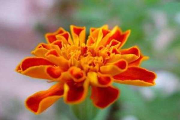 Tagetes patula L.