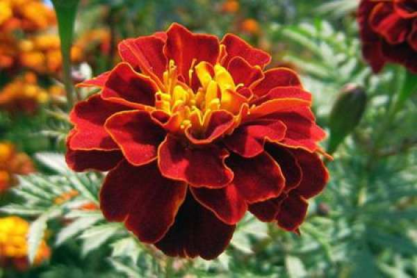 Tagetes patula L.