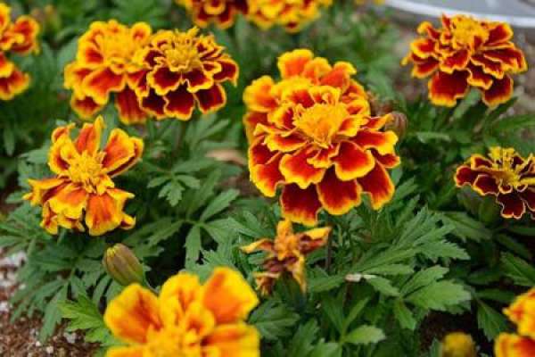 Tagetes LIS