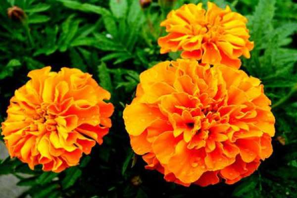 Tagetes patula L.