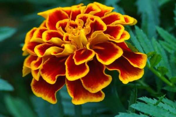 Tagetes patula L.