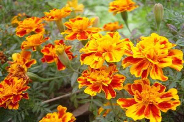 Tagetes LIS