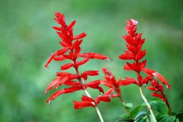 string of red