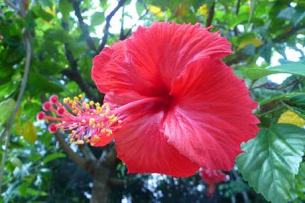 Chinese hibiscus flower