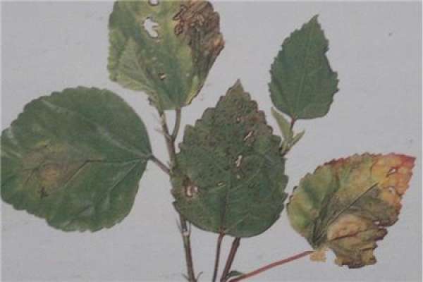 Chinese hibiscus flower