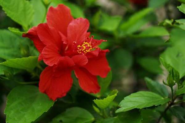 mulberry flower