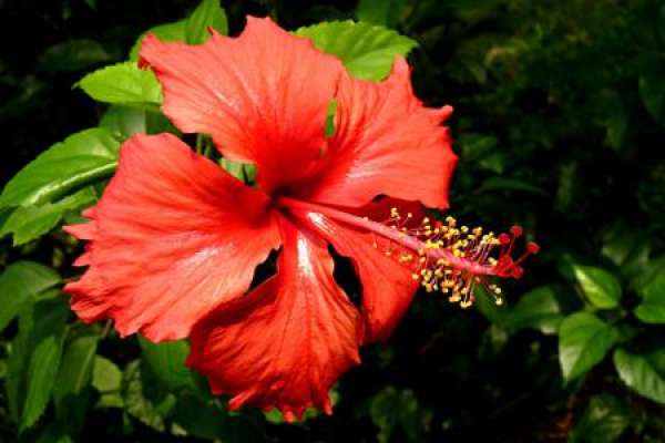 Chinese hibiscus flower