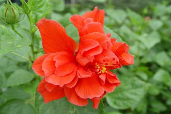 Chinese hibiscus flower