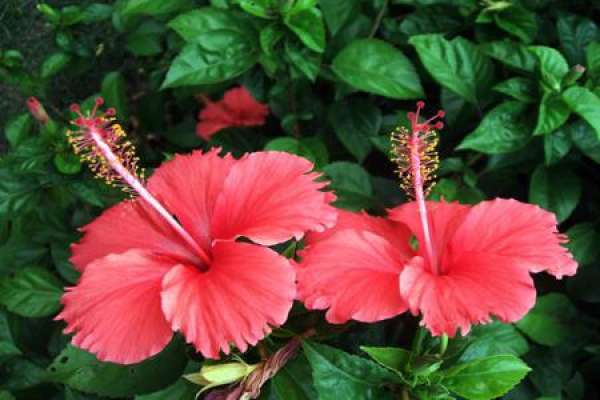 Chinese hibiscus flower