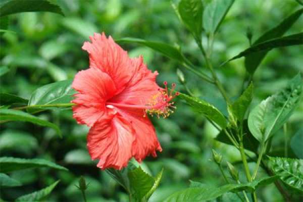mulberry flower
