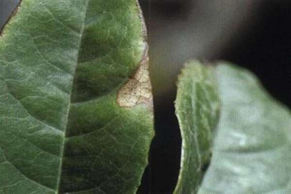 Osmanthus with brown spot disease