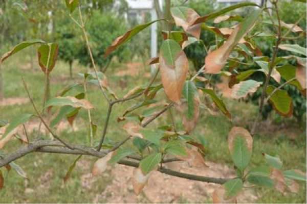 Osmanthus with brown spot disease