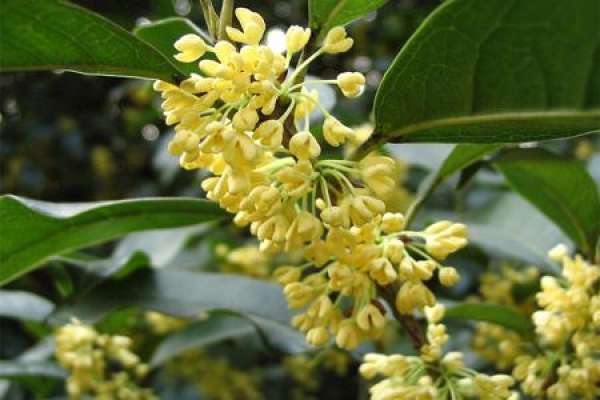 Sweet-scented osmanthus