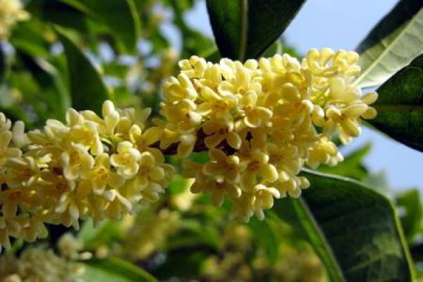 Sweet-scented osmanthus