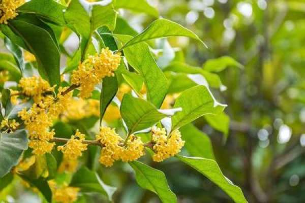 osmanthus