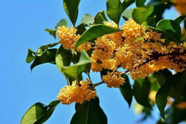 Sweet-scented osmanthus