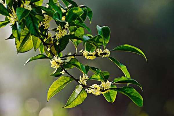 Sweet-scented osmanthus