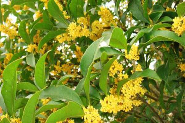 osmanthus