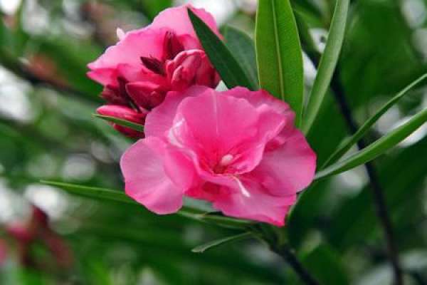 Nerium indicum