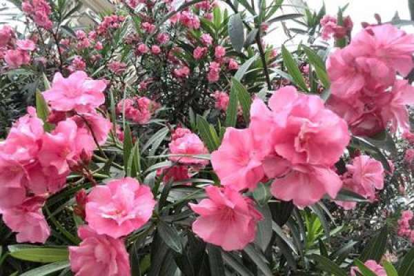 oleander