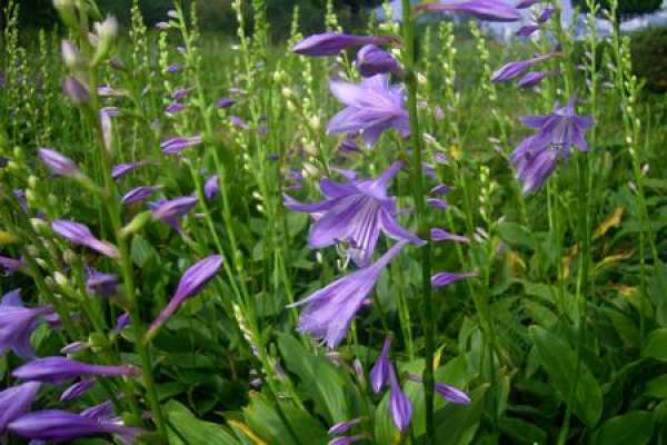 Purple Calyx