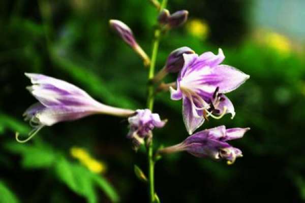 purple calyx