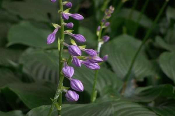 Purple Calyx