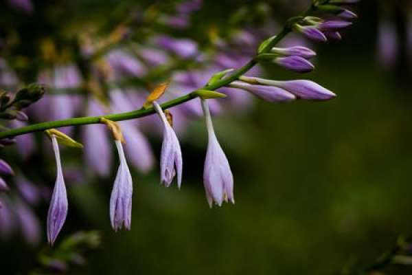 purple calyx