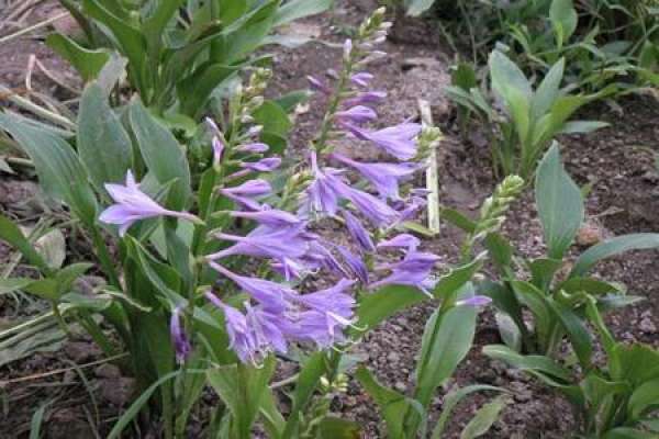 purple calyx