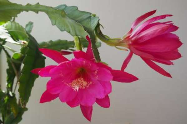 Lingjian lotus