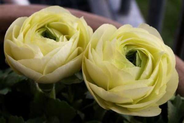 Ranunculus japonicus