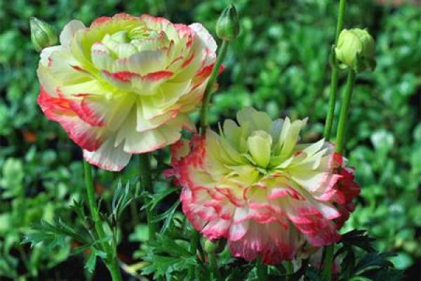 Ranunculus japonicus