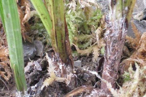 Chlorophytum comosum with southern sclerotium blight