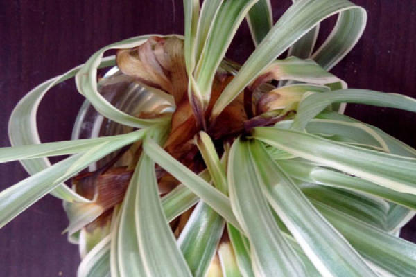 Chlorophytum with white silk disease
