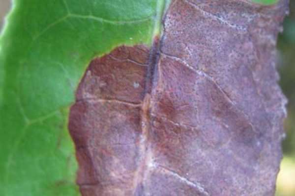 Leaf spot disease of Mimosa pudica