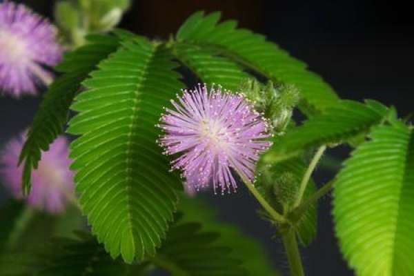 Mimosa pudica