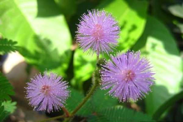 Mimosa pudica