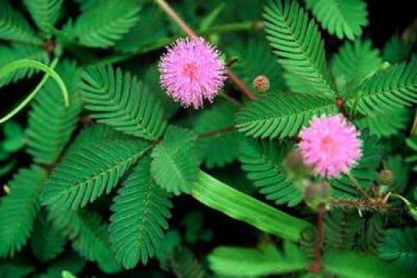 Mimosa pudica