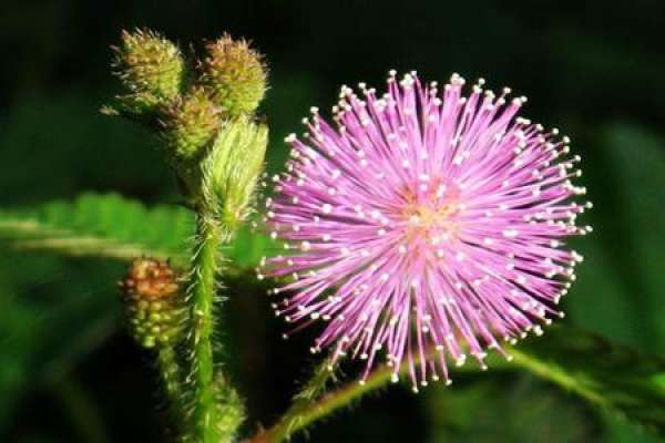 Mimosa pudica
