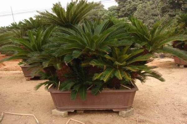 Cycas revoluta