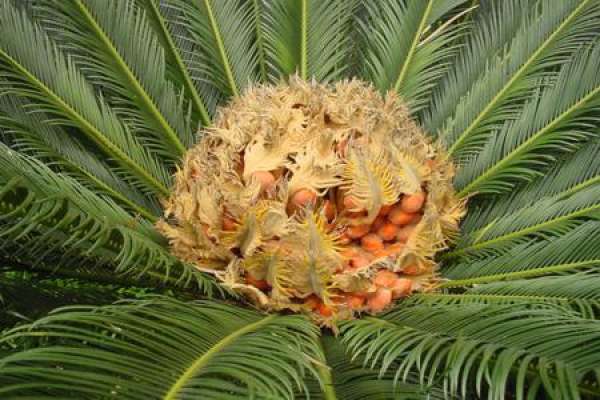 Cycas revoluta