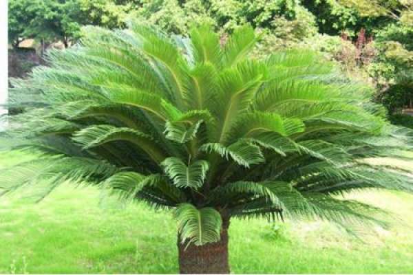 Cycas