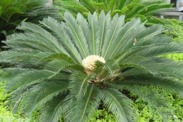 Cycas