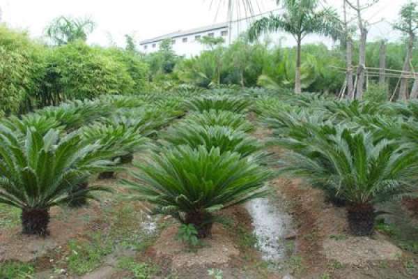 Cycas revoluta