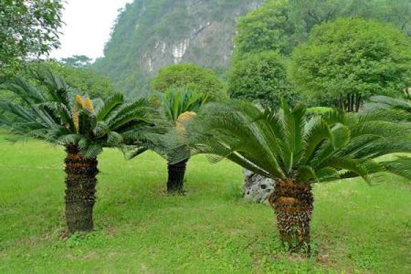 Cycas revoluta