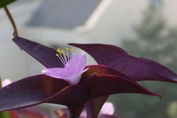 Purple Commelina