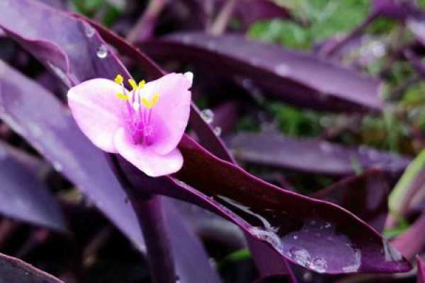 purple Commelina